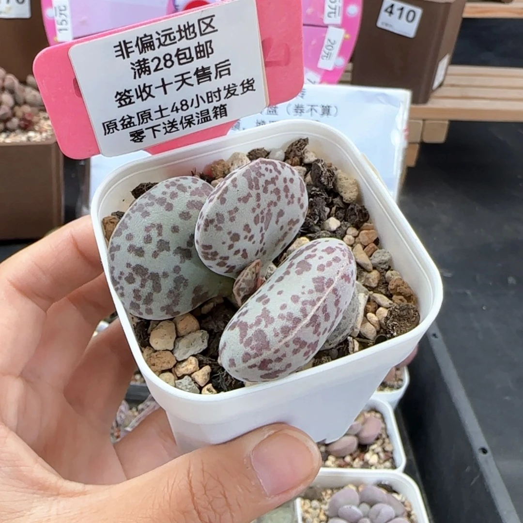 621巨型花旦多肉