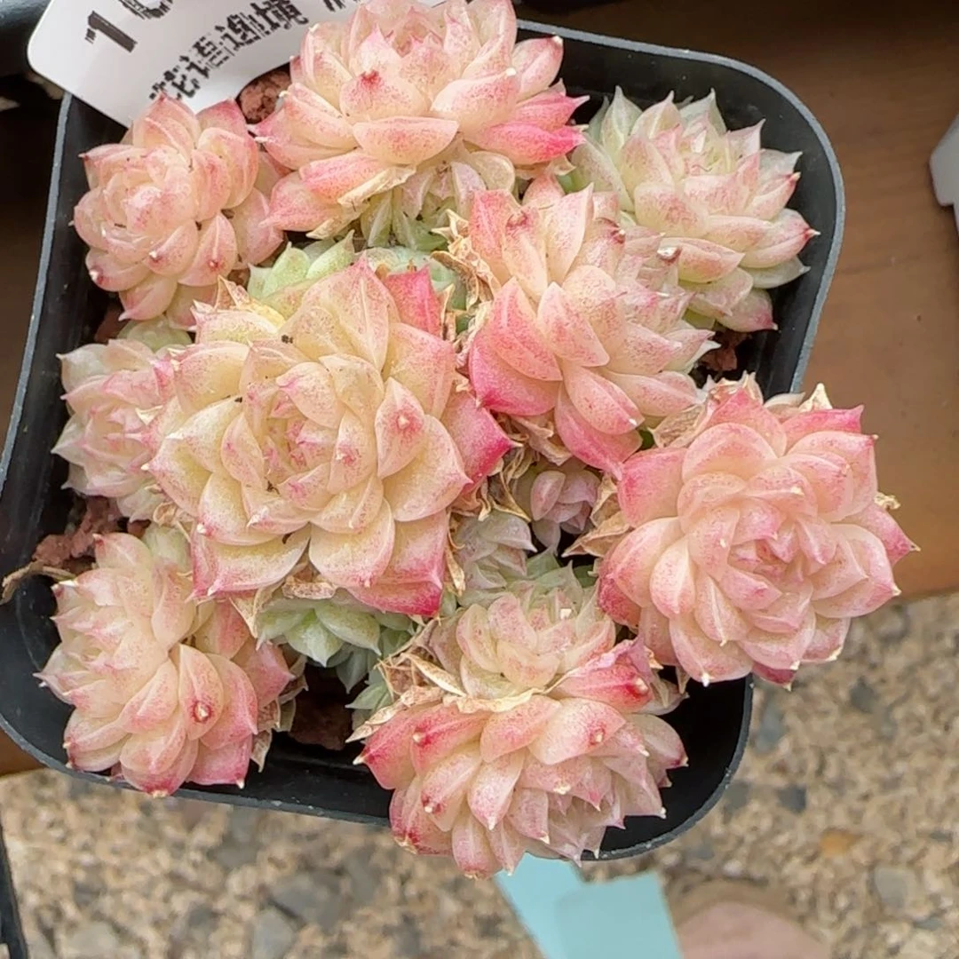 花语逸镜0127-104散