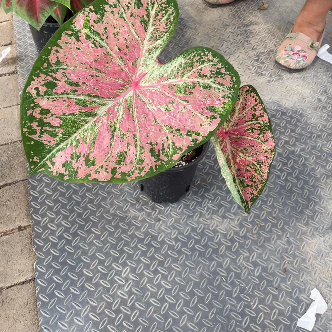 【闪购商品】完全开放粉色云060