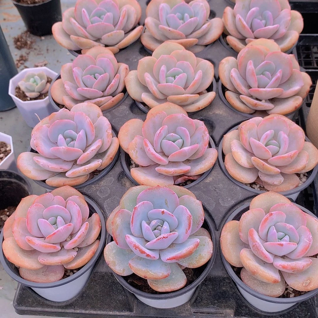 单头奶茶34678999000000