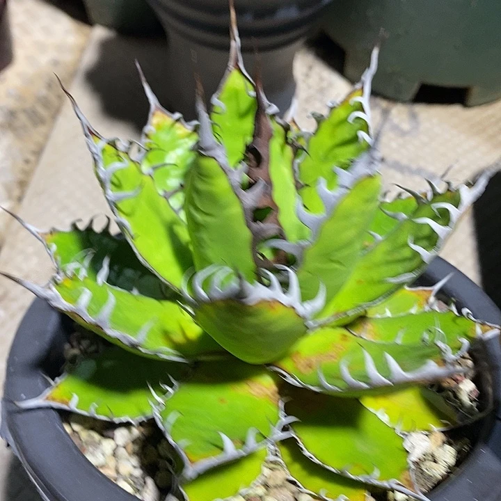 多肉植物龙蛇兰植物