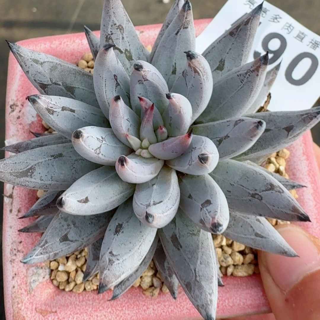 魔爪           精美多肉