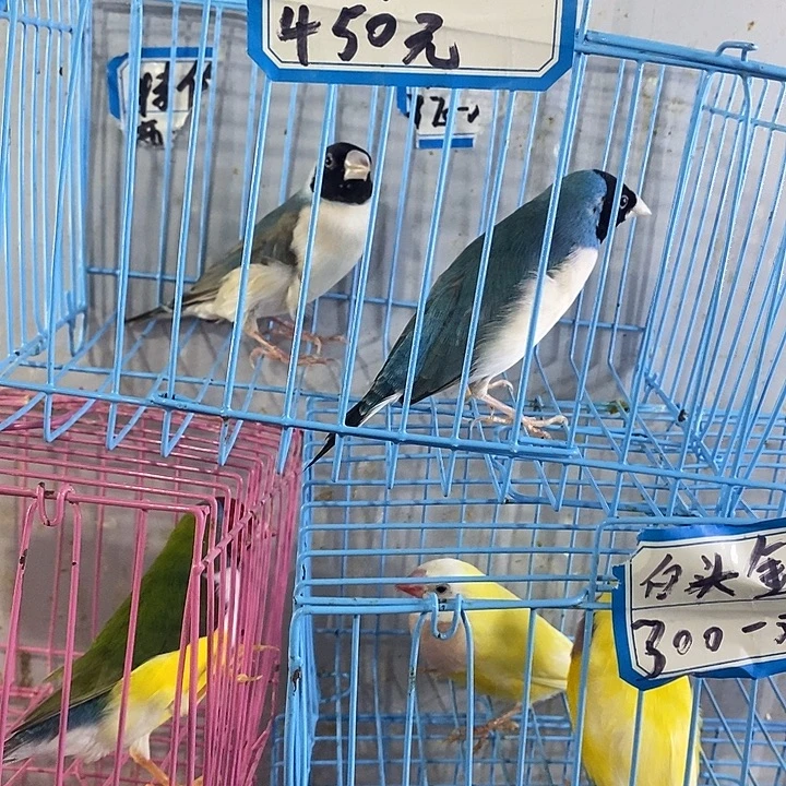 辈***侯文鸟蓝背好鸟补差价链接