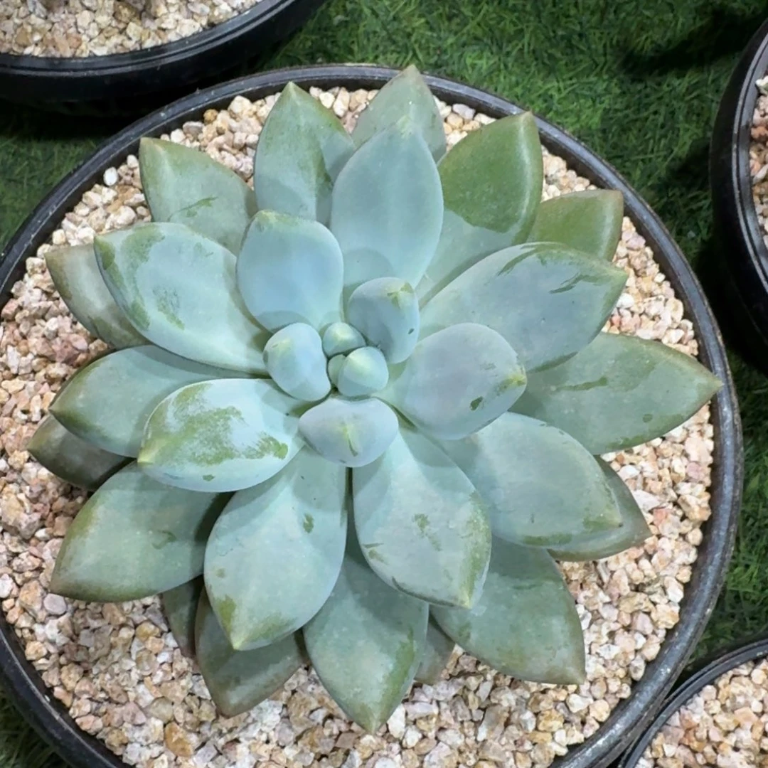 多肉植物哥特萝莉