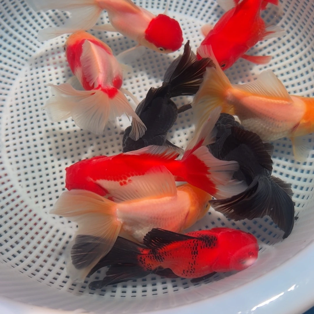 金鱼冷水观赏鱼混搭