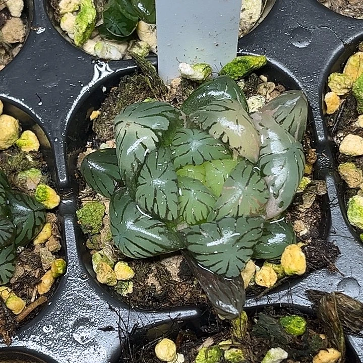 313潘氏冰灯锦脱土发货