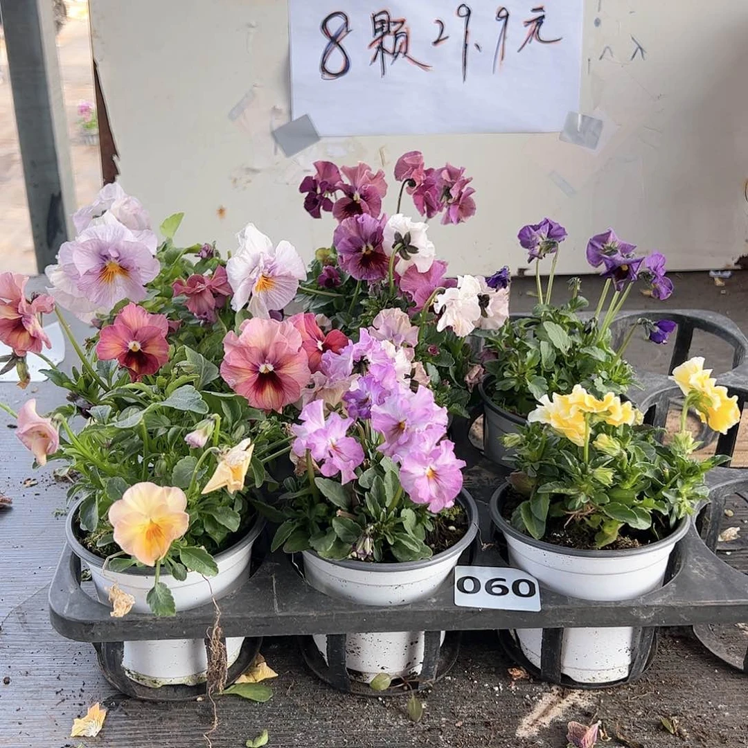 【闪购商品】060号