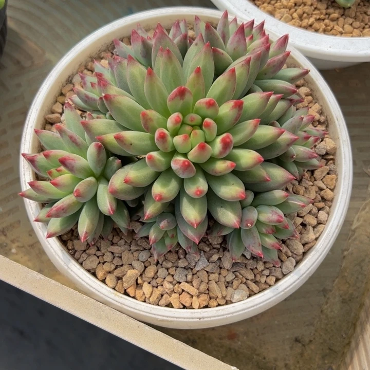 二代虞美人手捧哈哈寄养