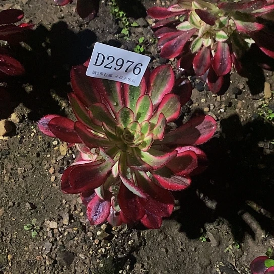 2976香奈儿多肉法师锦