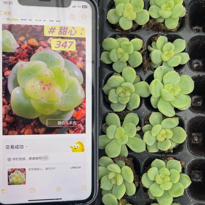 甜心347，满9.9元包邮