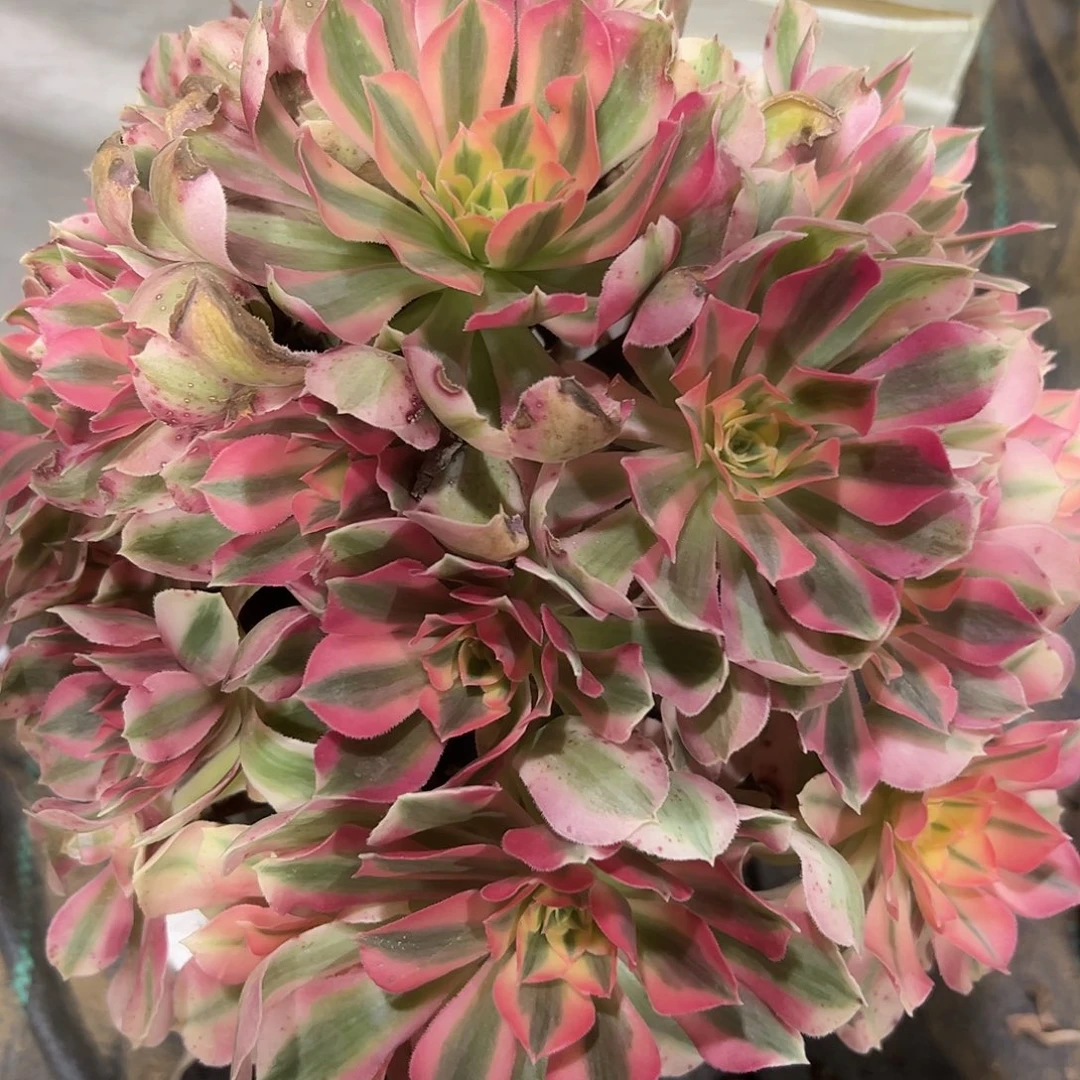 多肉植物粉女巫法师152