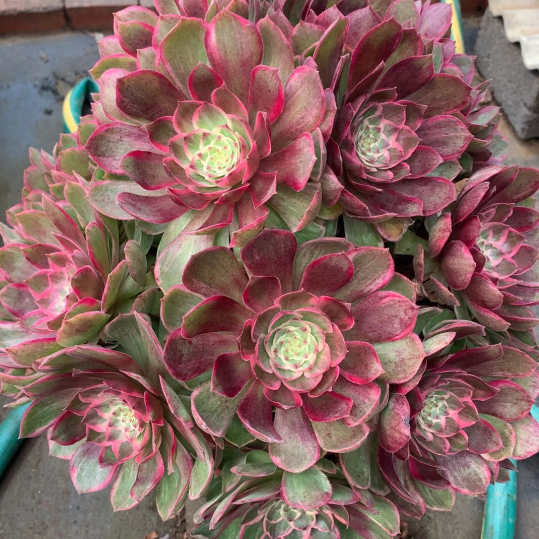 莲花座，主杆有修的