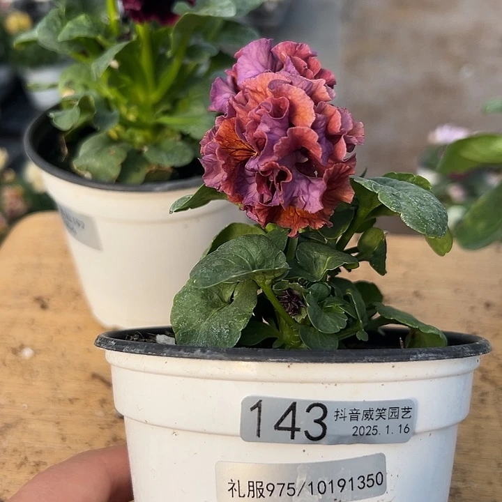 红陶抖音直播闪拍143