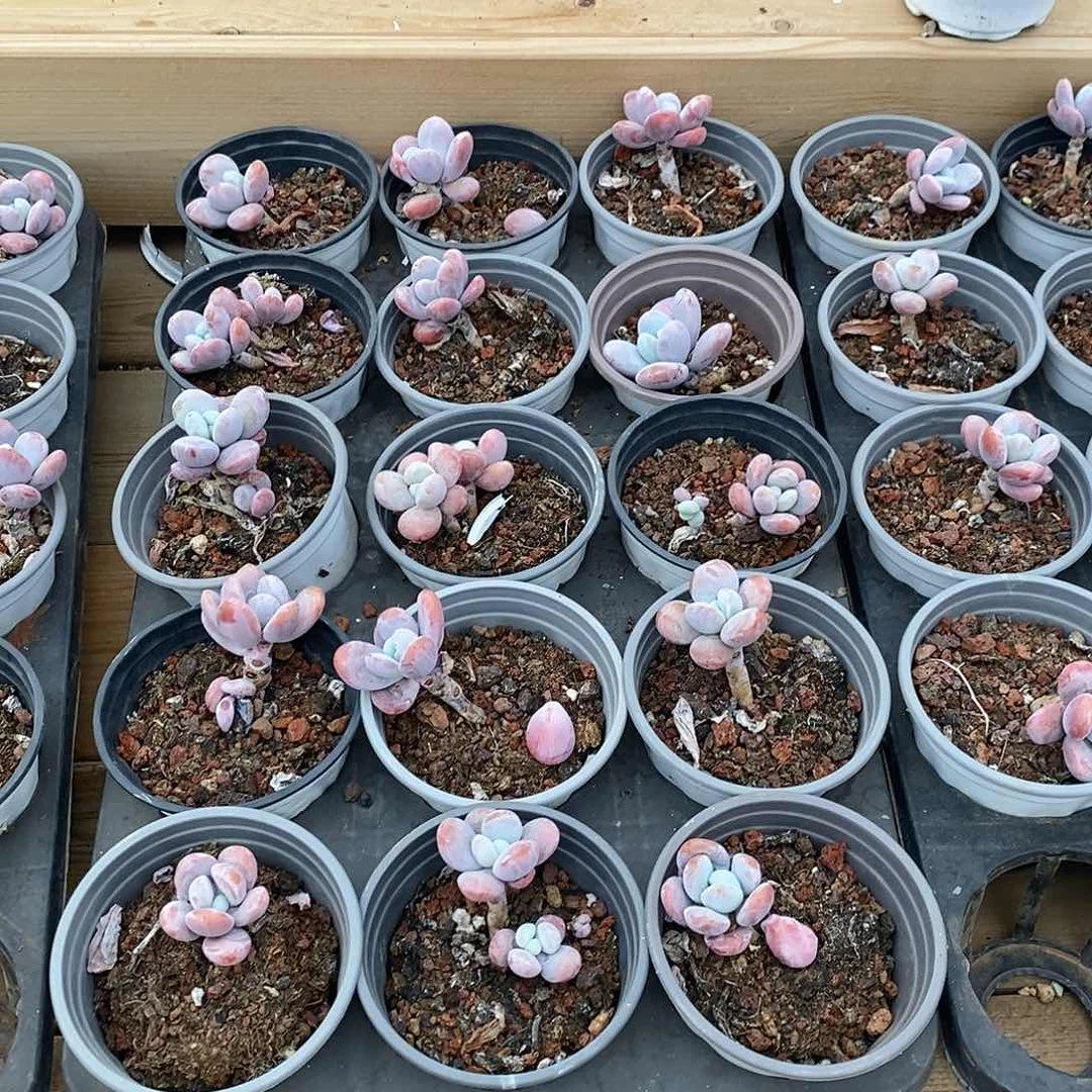 雪美人，福利多多