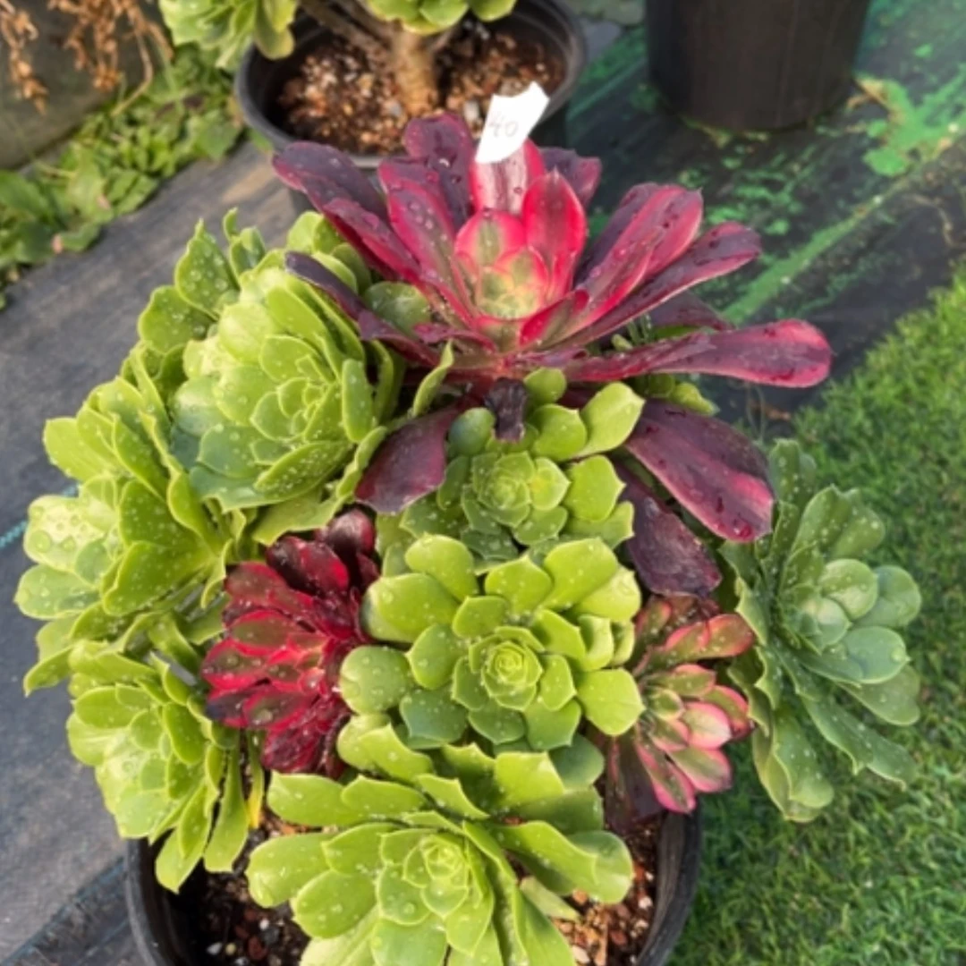 【闪购商品】40嫁接多肉法师