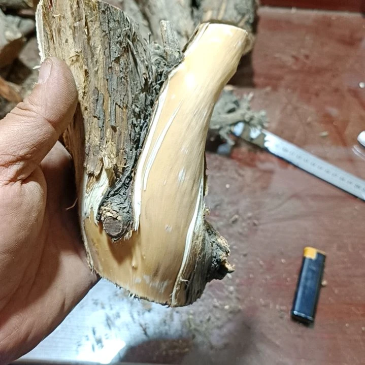 柏木（崖柏）青**哥崖柏原叉崖柏原叉