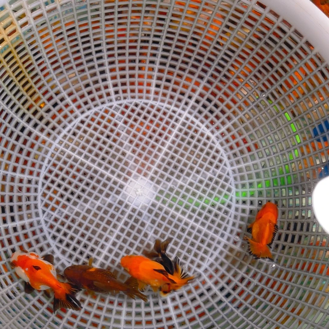 海水鱼花泰狮金鱼3号