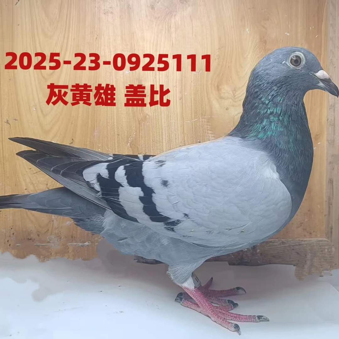 赛鸽信鸽公棚鸽成绩鸽种鸽幼鸽青年鸽