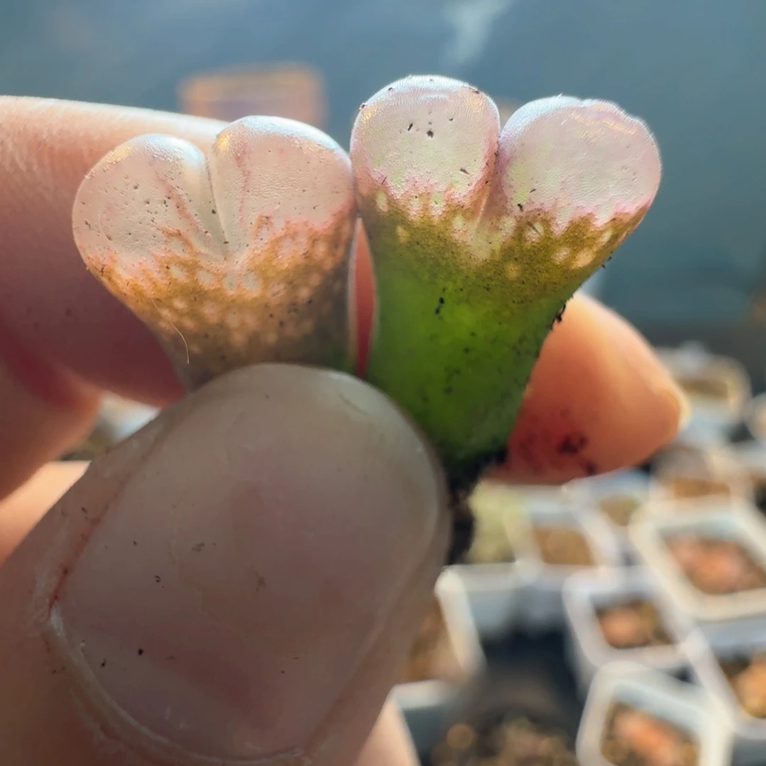 361两颗000000000000