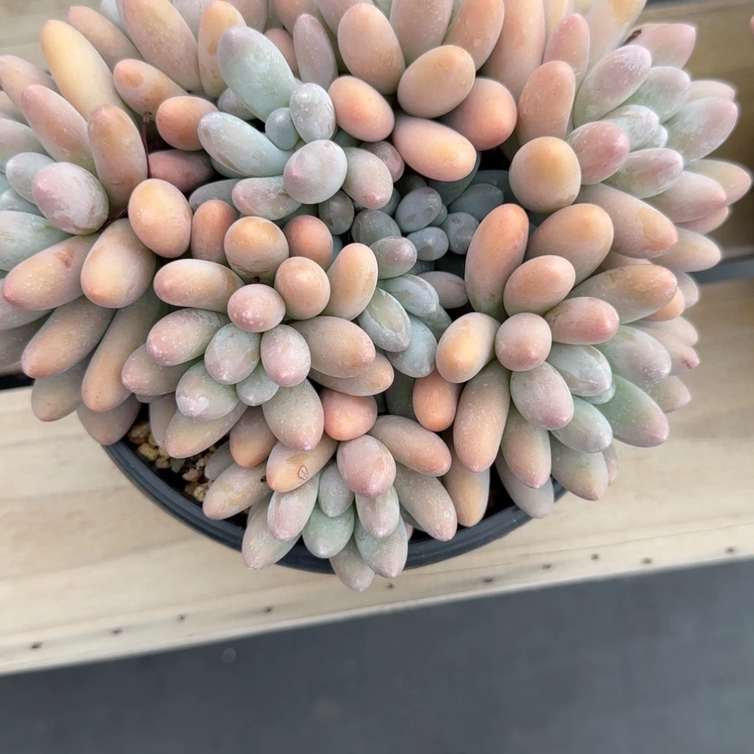 程***多肉植物汤圆系列