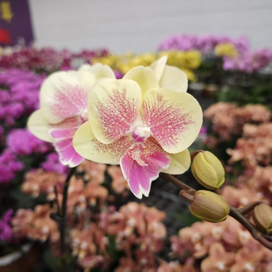 鲜花【紫斑大唇】蝴蝶兰昆明基地直发