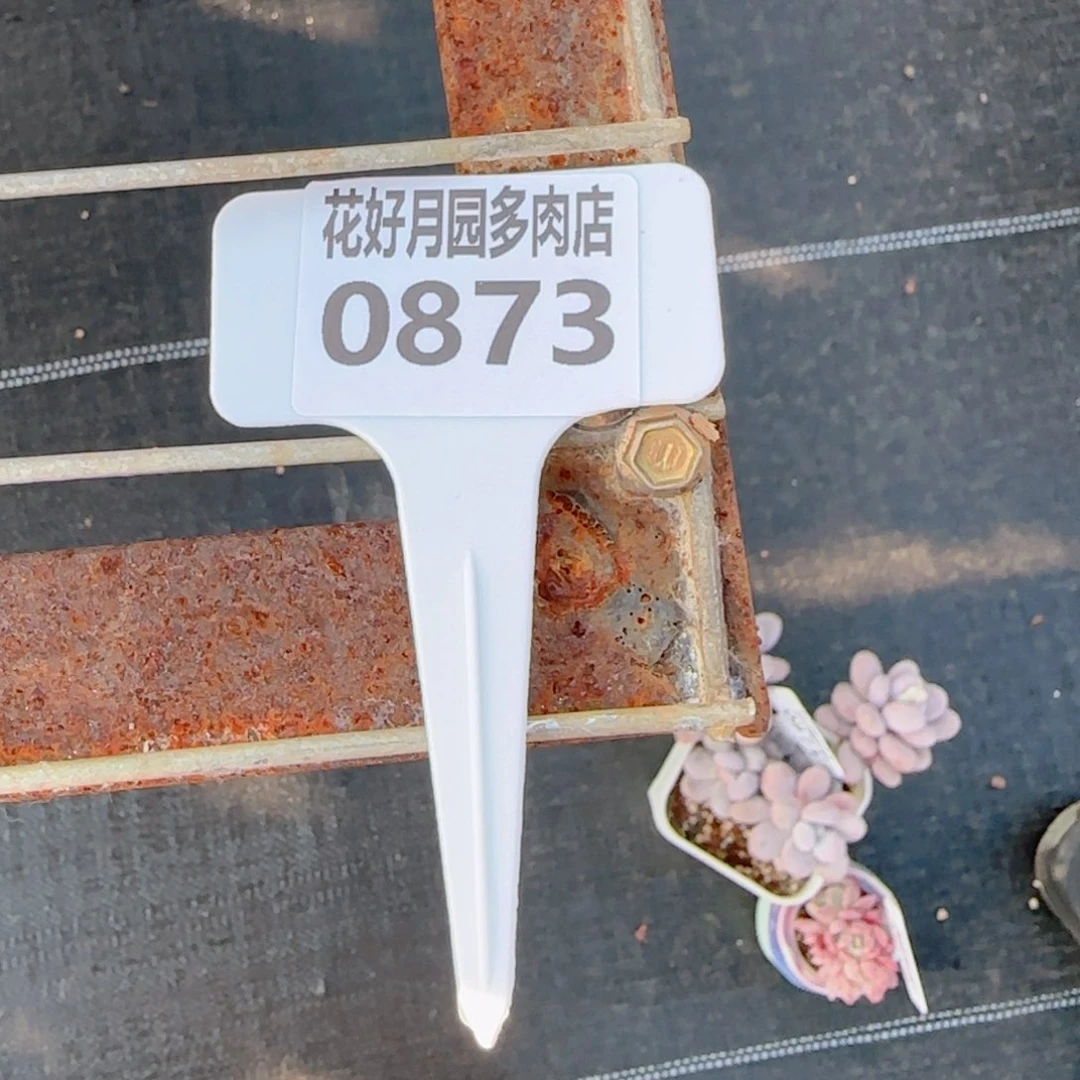 多肉植物70%颗粒土