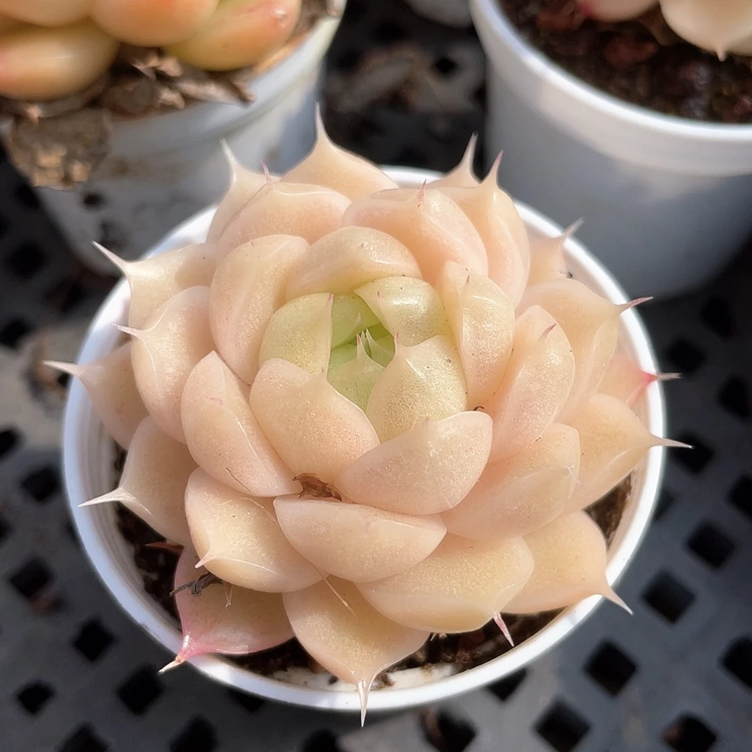 优选麦秆小精品9539