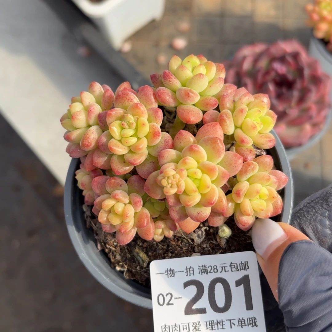 香格里拉无盆土发货无