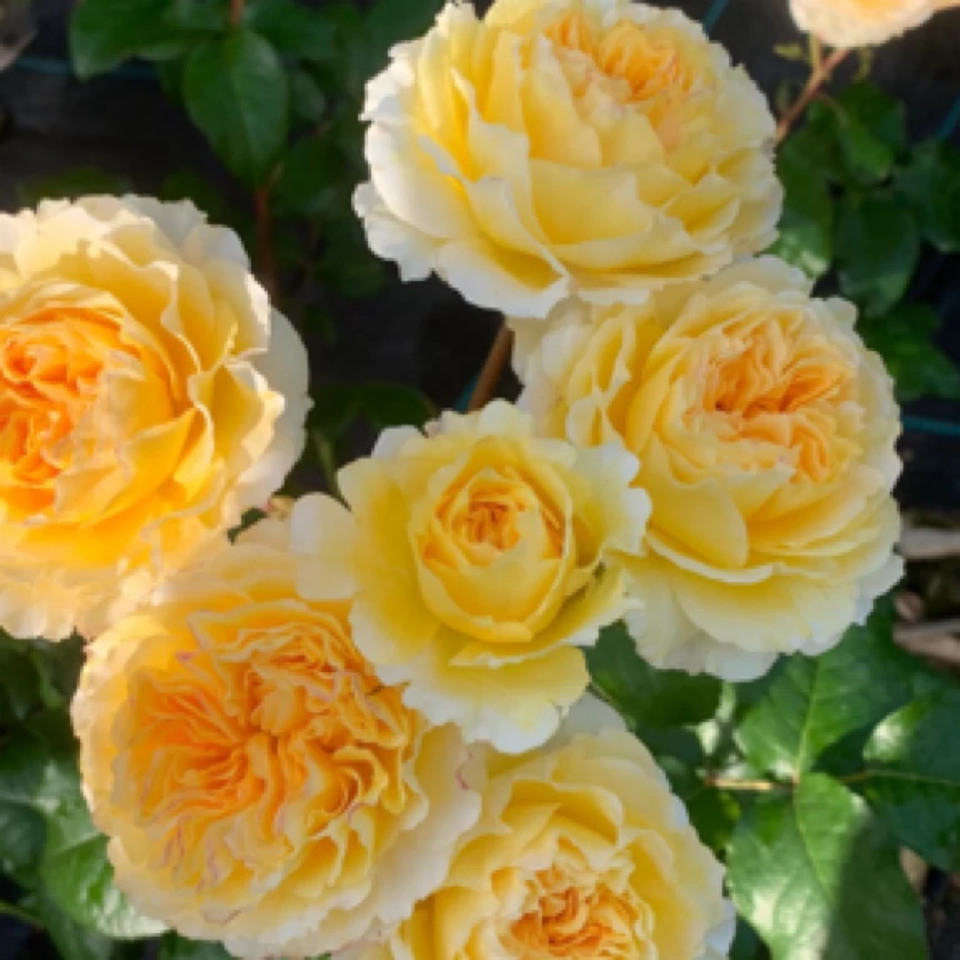 碧翠丝 金黄色大花包子浓香耐热月季盆栽
