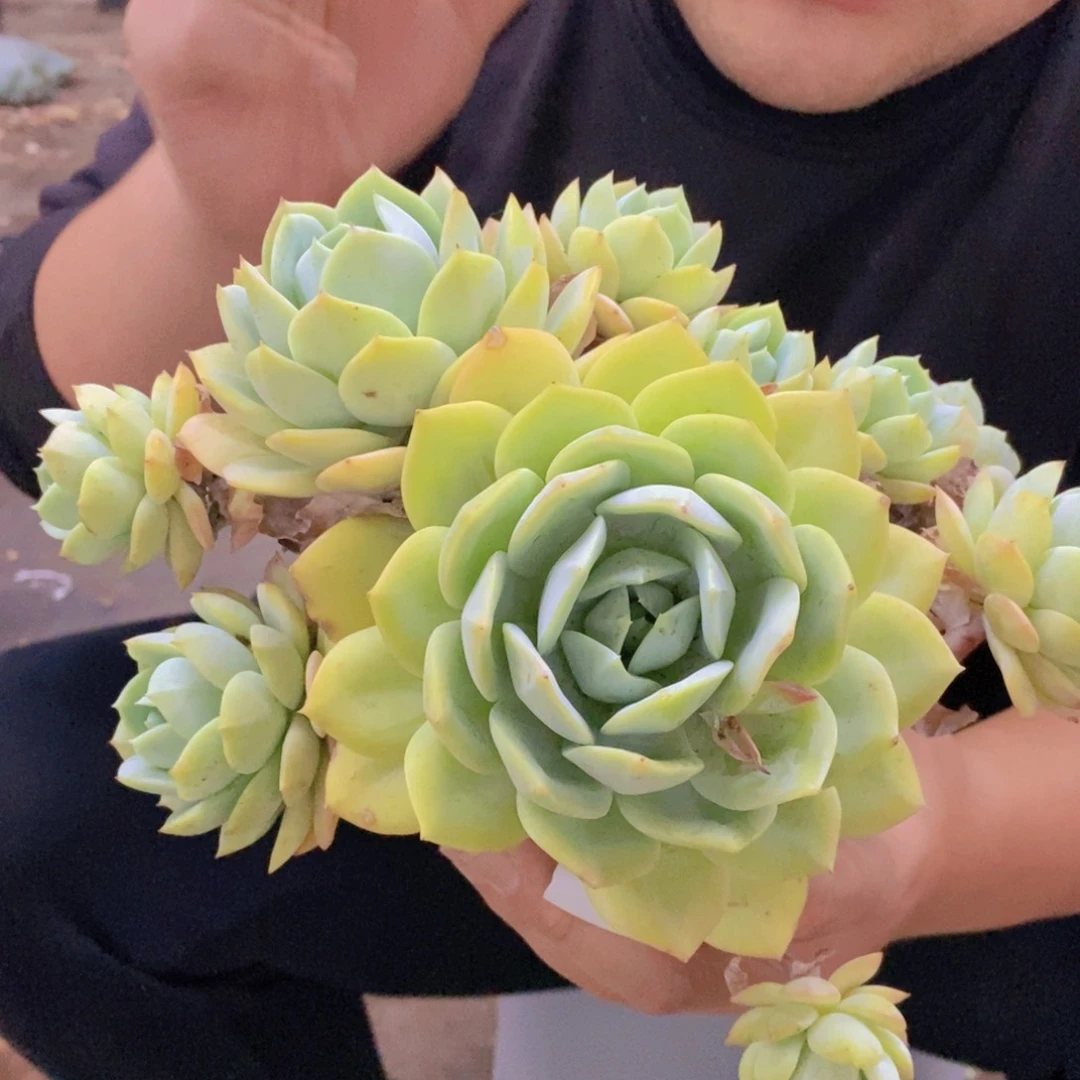 韩国恋曲大单头带仔无砍