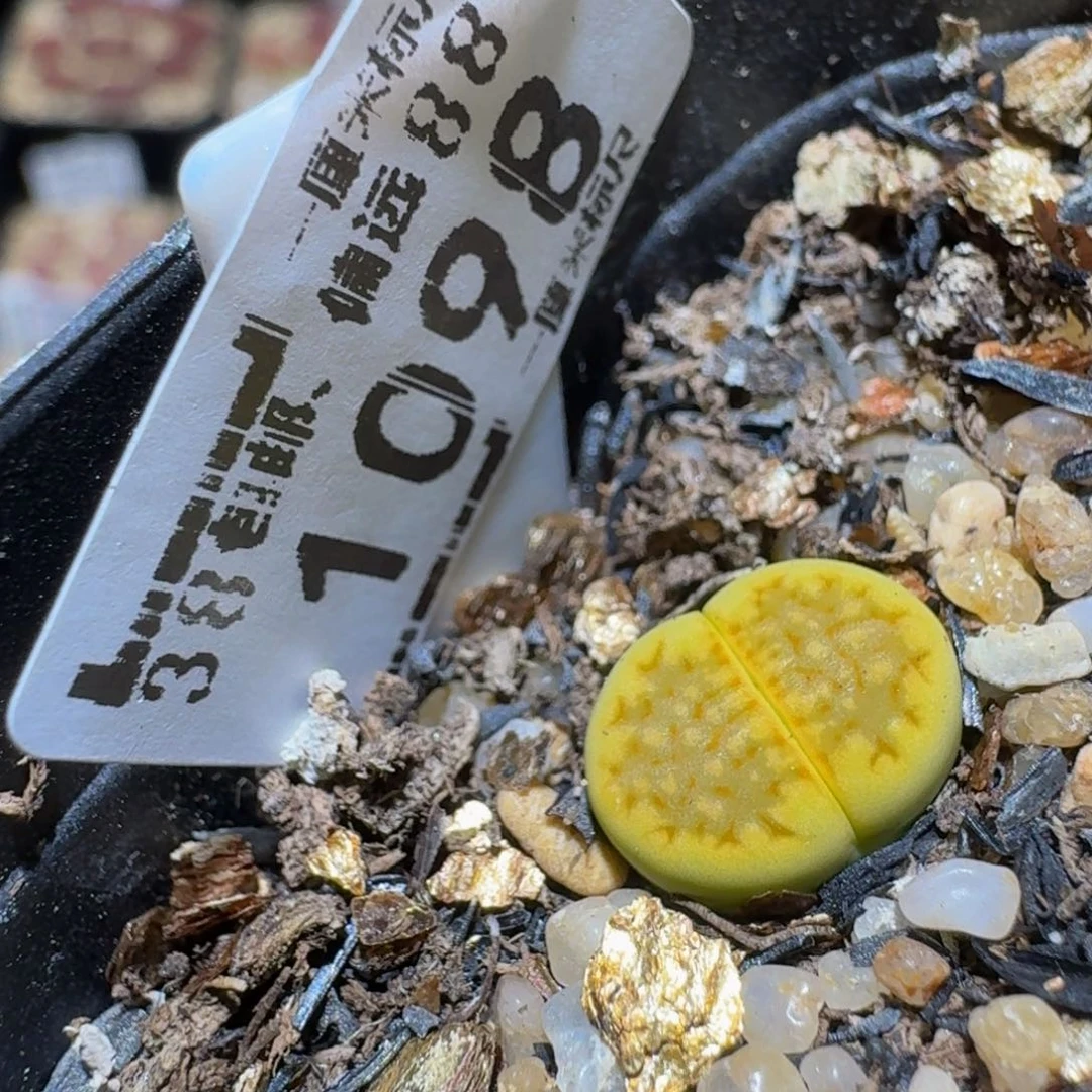 Ssss精品生石花1098