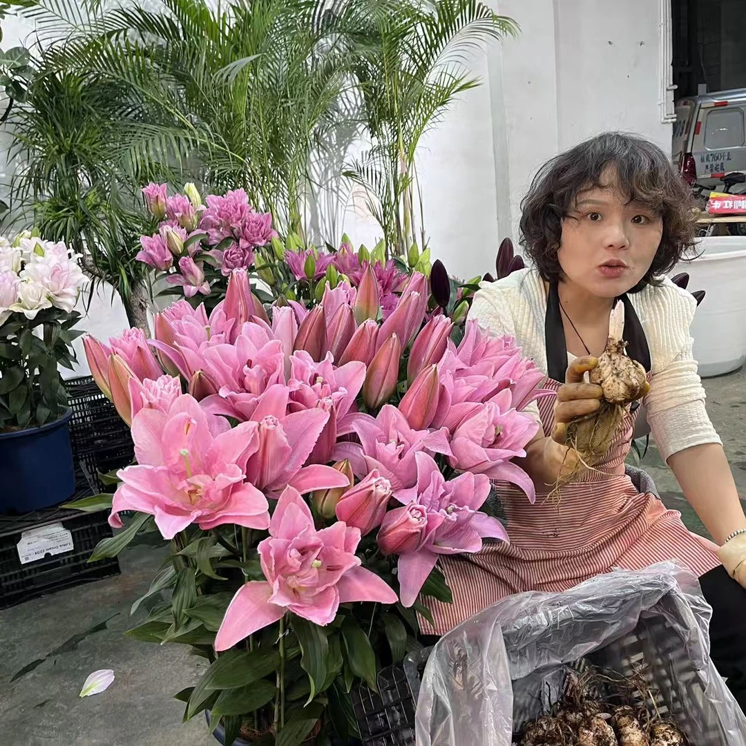 粉霞1球《重瓣香水百合》盆栽阳台庭院春季趣味盆栽耐