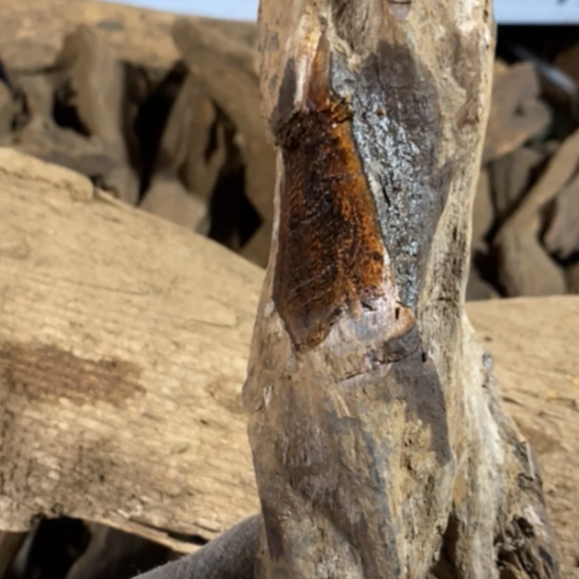 【闪购商品】把件贡木黑*私人订制