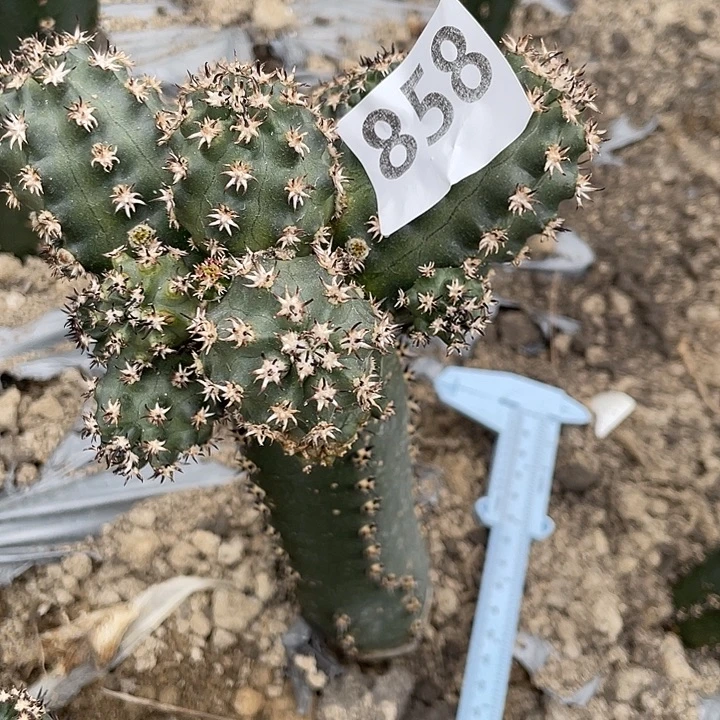 弗***德858号短豪刺青花虾大群 寄养