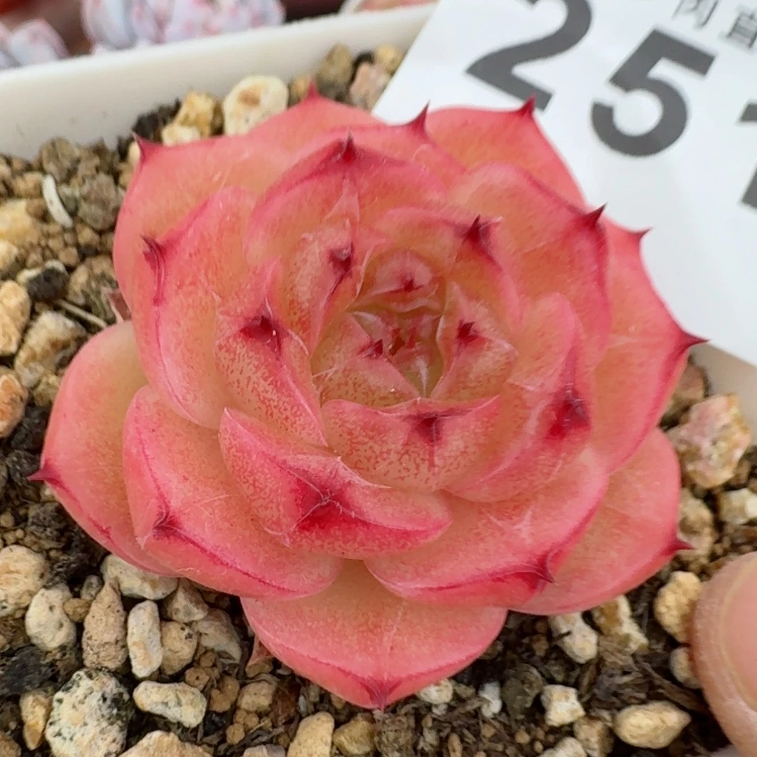 金辉珍妮          摇身一变高富帅，一夜暴富动作快