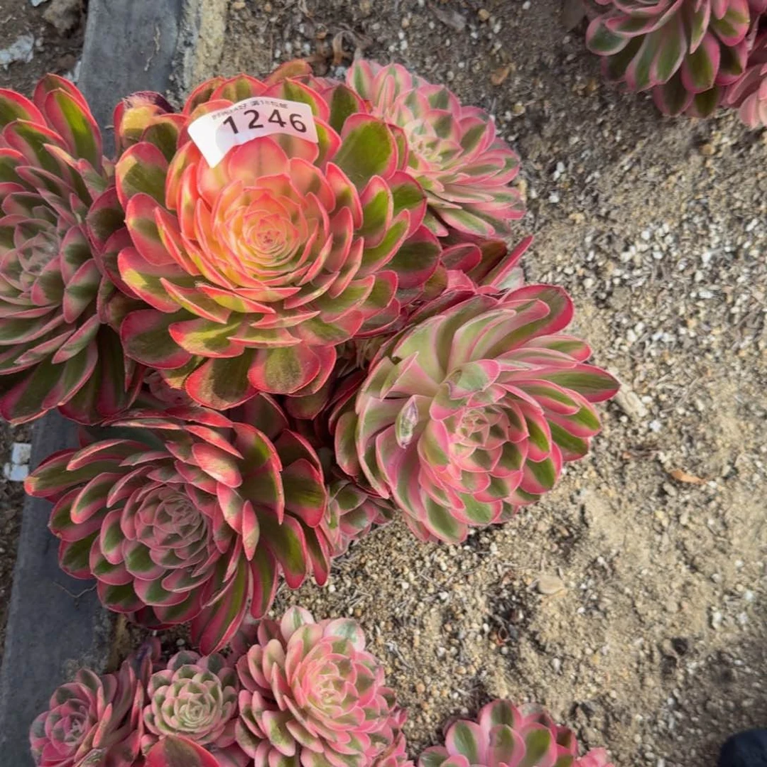 1246荔枝特价福利