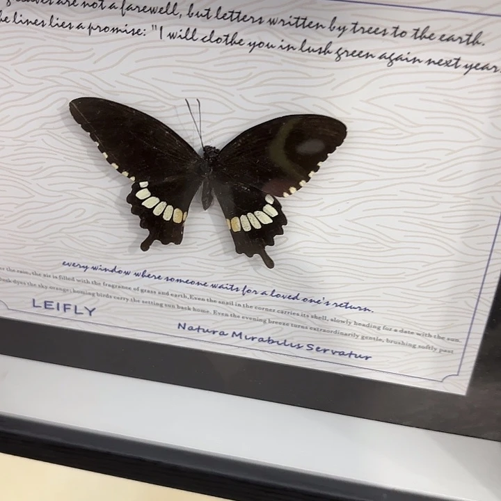 宇***缘蝴蝶标本定制075@