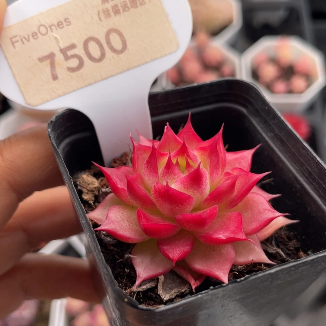 小海螺7500-4.0厘米