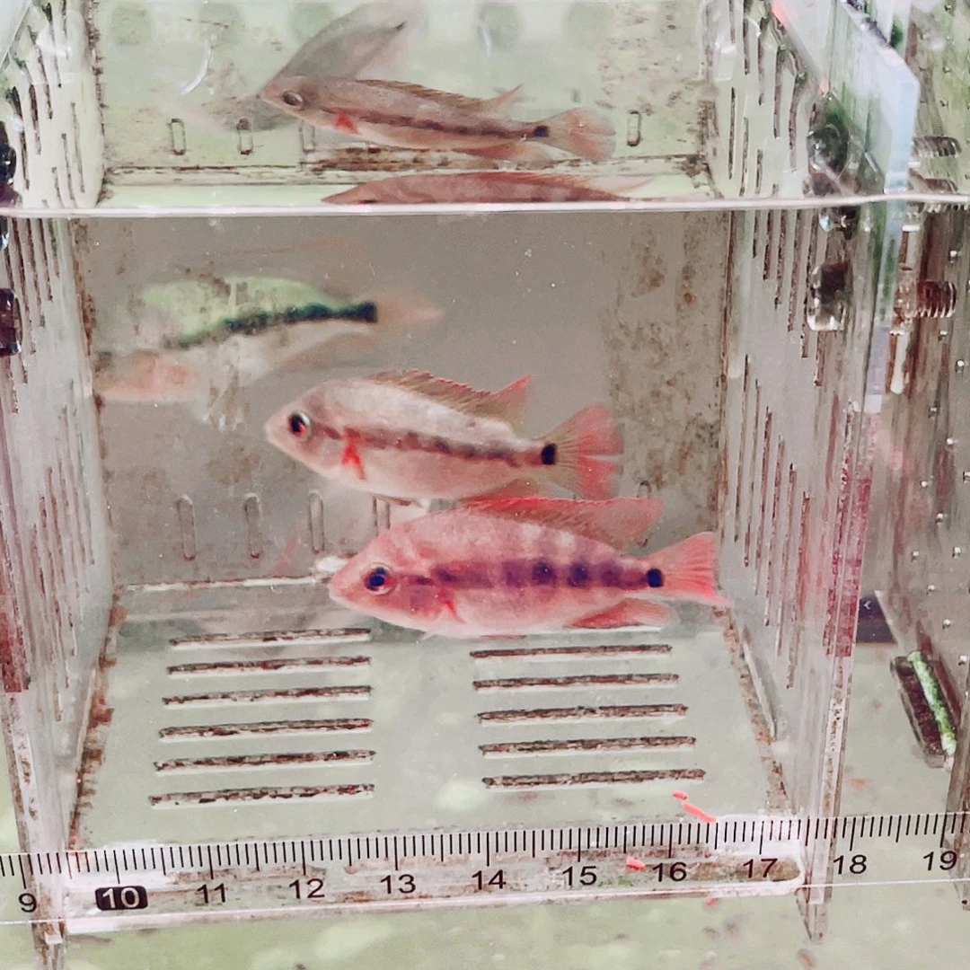 一***利罗汉鱼红马罗汉鱼苗2条