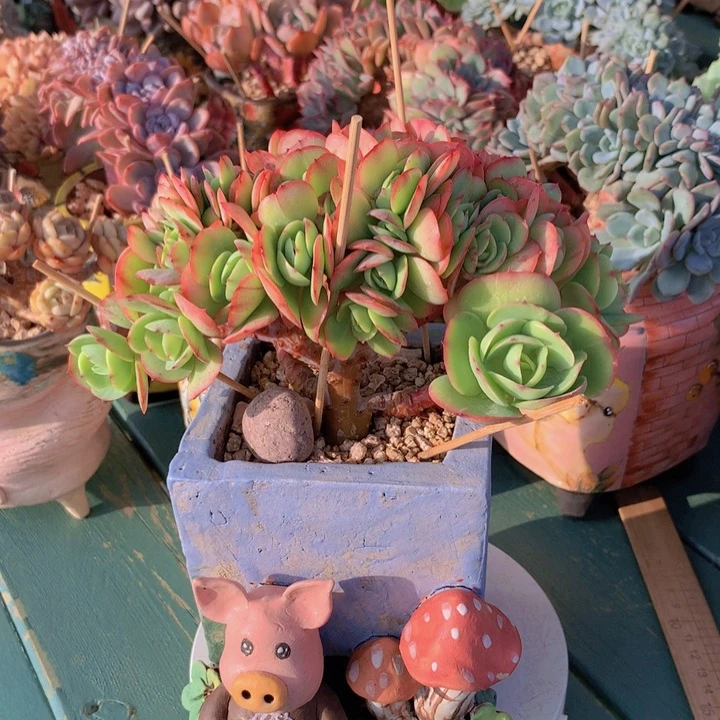 碧桃朵朵无砍自然小树