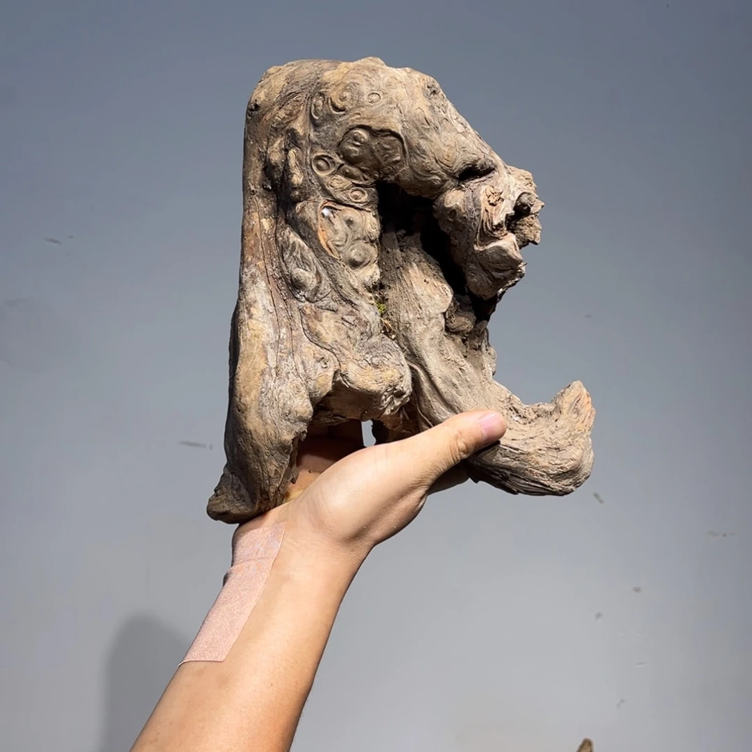 南***头柏木（崖柏）陈化的