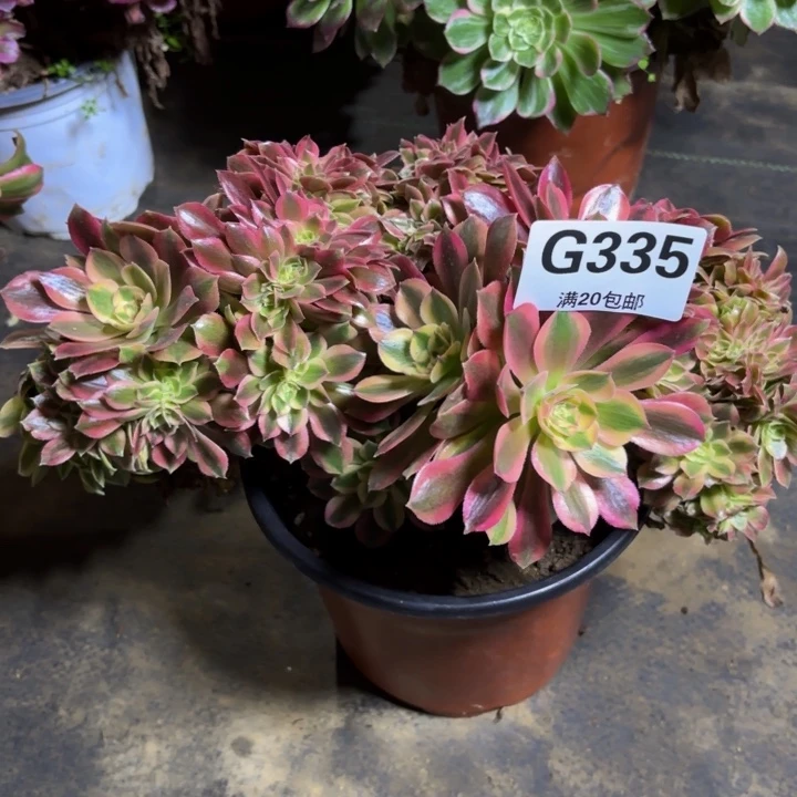 瑞妈，，，。。。。335/洛神缀，