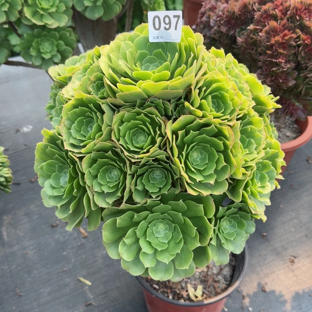 槟**姐097多肉植物缀玫瑰