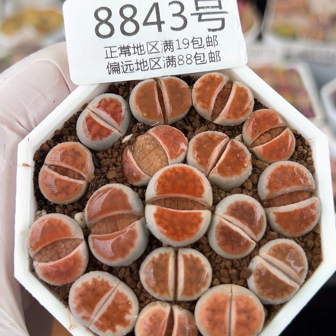 好养易活生石花大母本8843