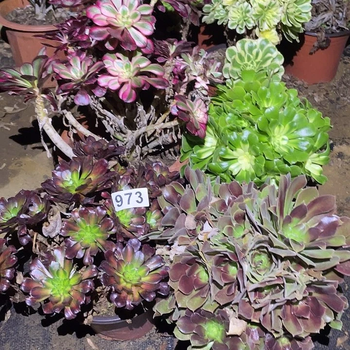 碧**光多肉植物断枝不包973法师4颗