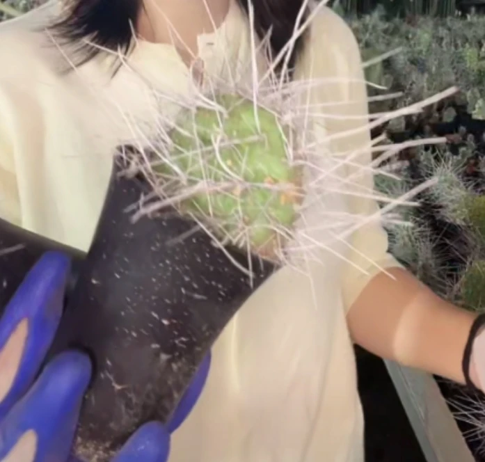 二妹园艺【 硫磺团扇  瑕疵 】仙人球默认脱土随机发货