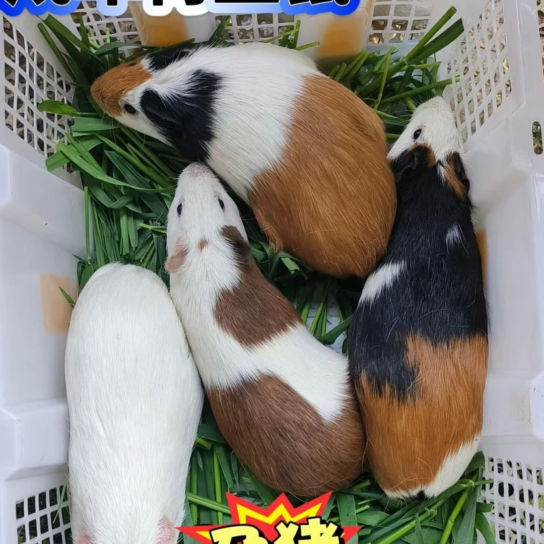 大肚带孕荷兰猪活宠活体活物宠物繁殖豚鼠黑豚家养可爱网红活的
