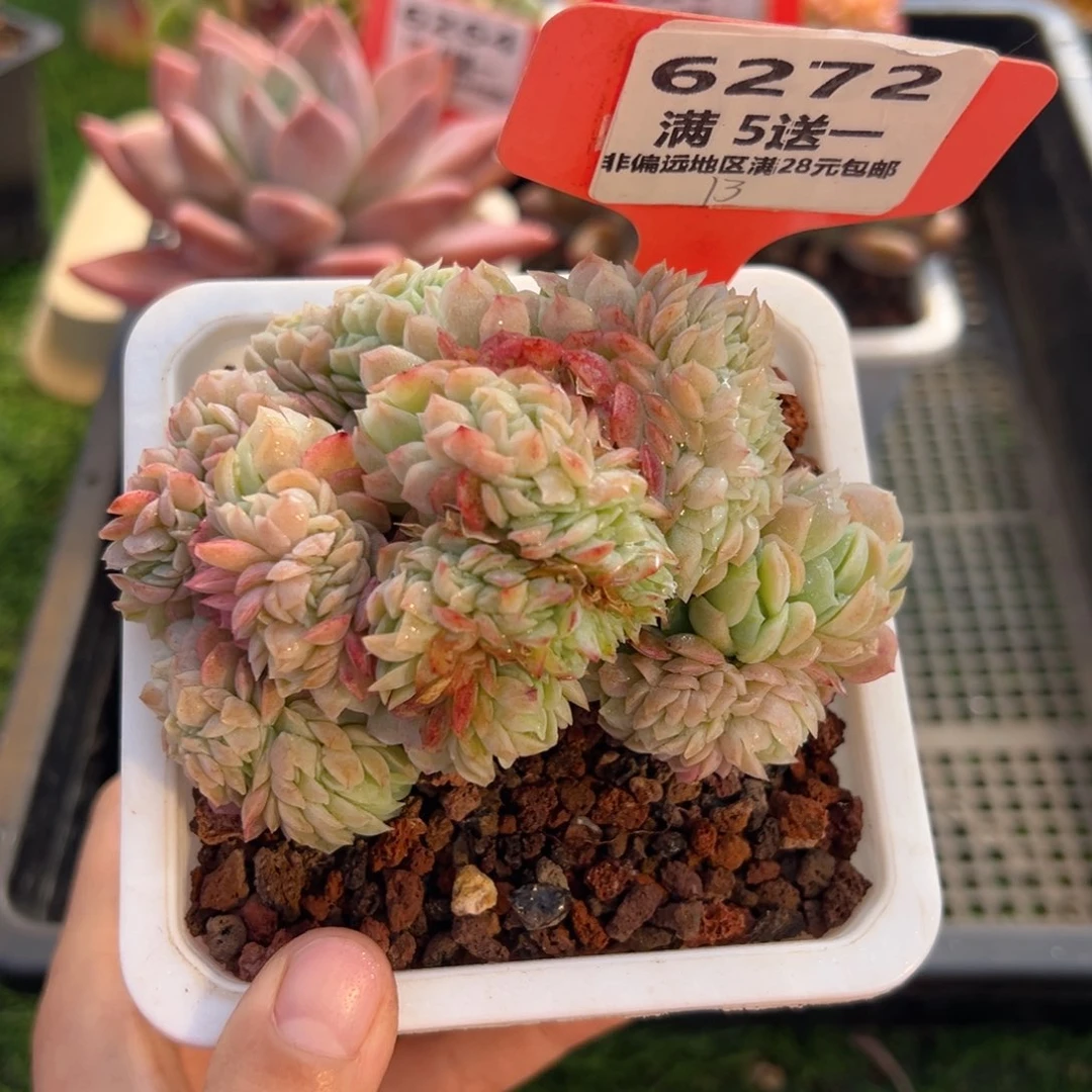 表妹精品多肉6272.