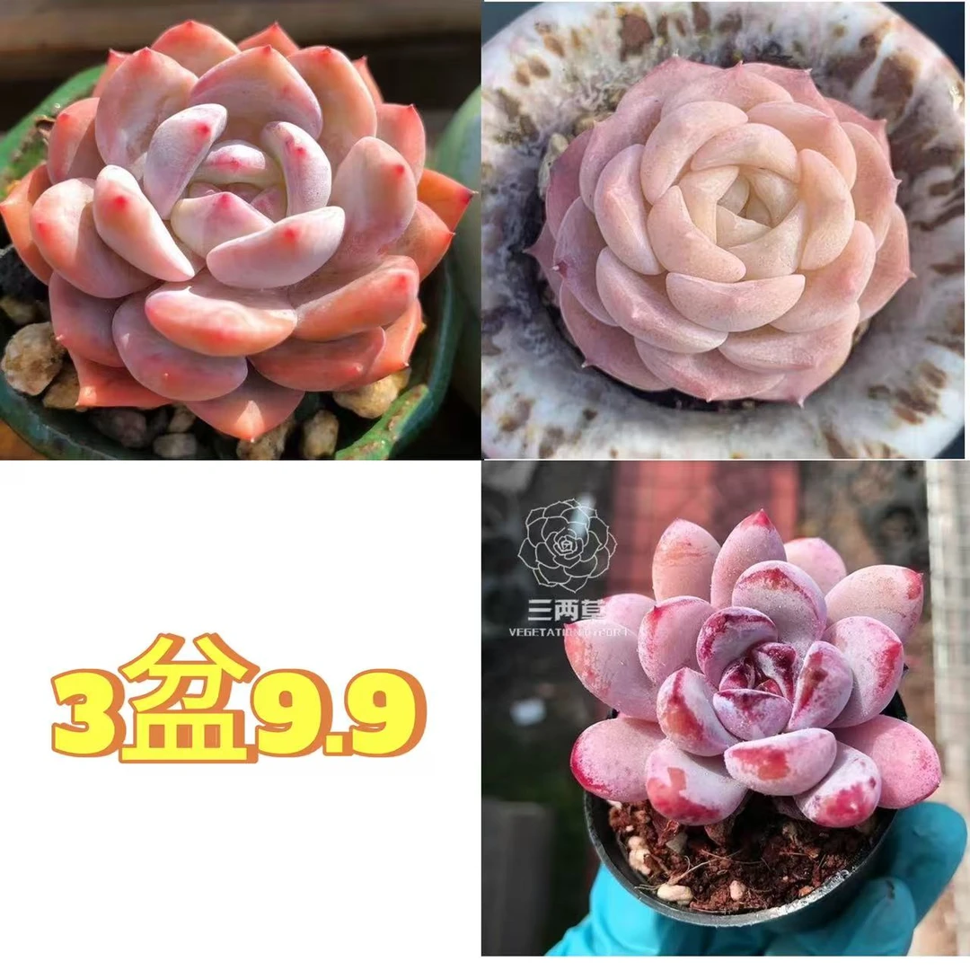 3盆精品多肉植物 星星雪厚梦橙梦露多肉 多肉绿植