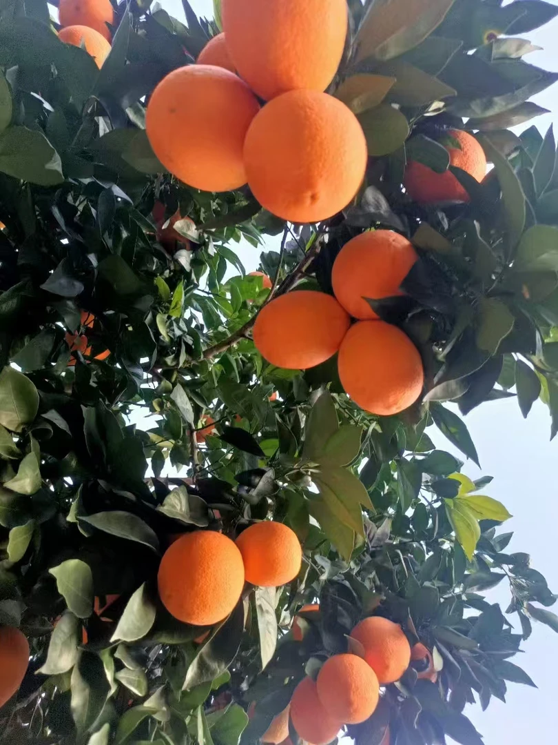 正宗奉节脐橙产地直发现摘应季新鲜水果香甜多汁皮薄肉多送礼精品